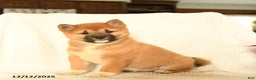 Shiba Inu dogs for sale: Puma - Ad 2