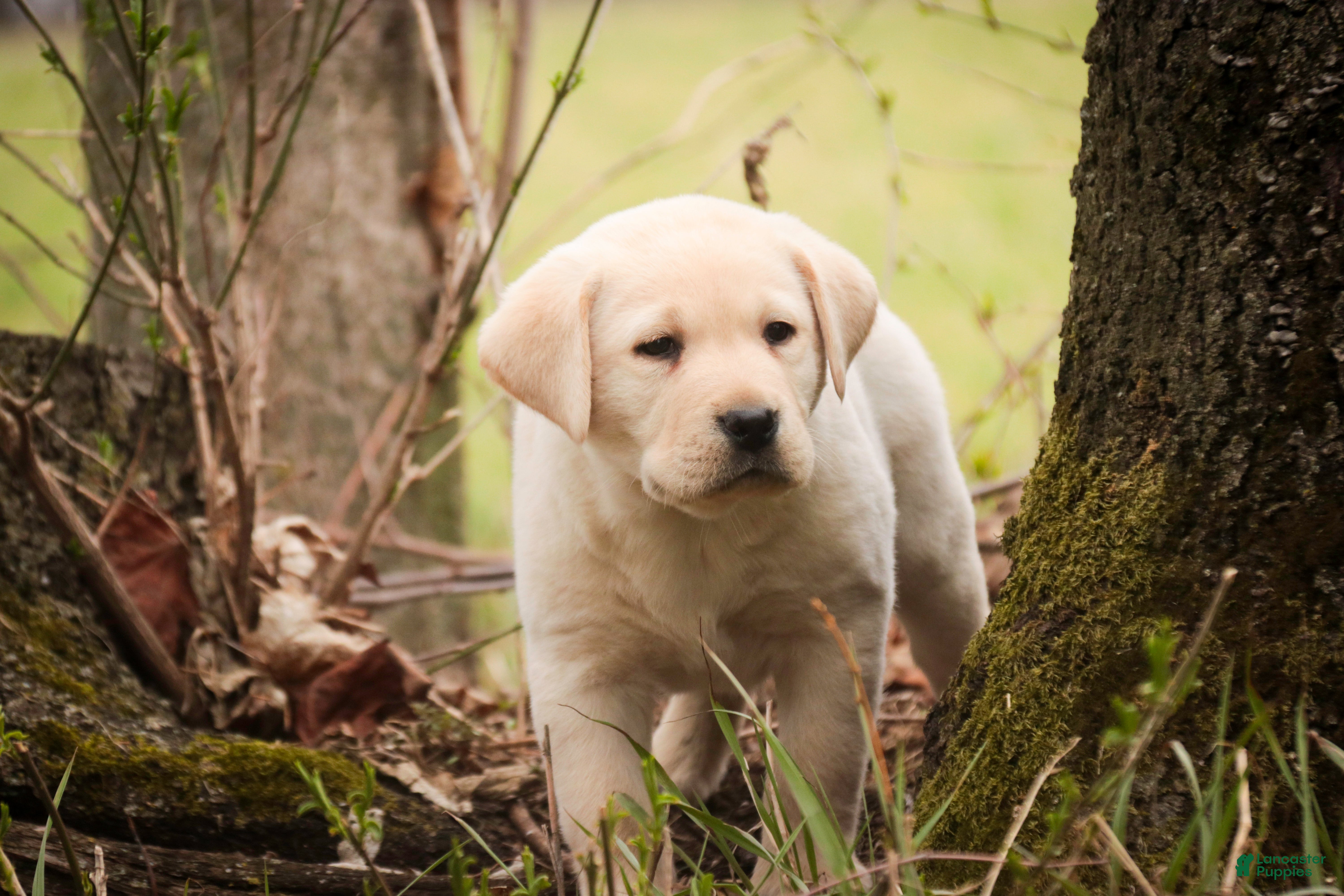 Labrador Retriever dogs Shiloh - Ad 2