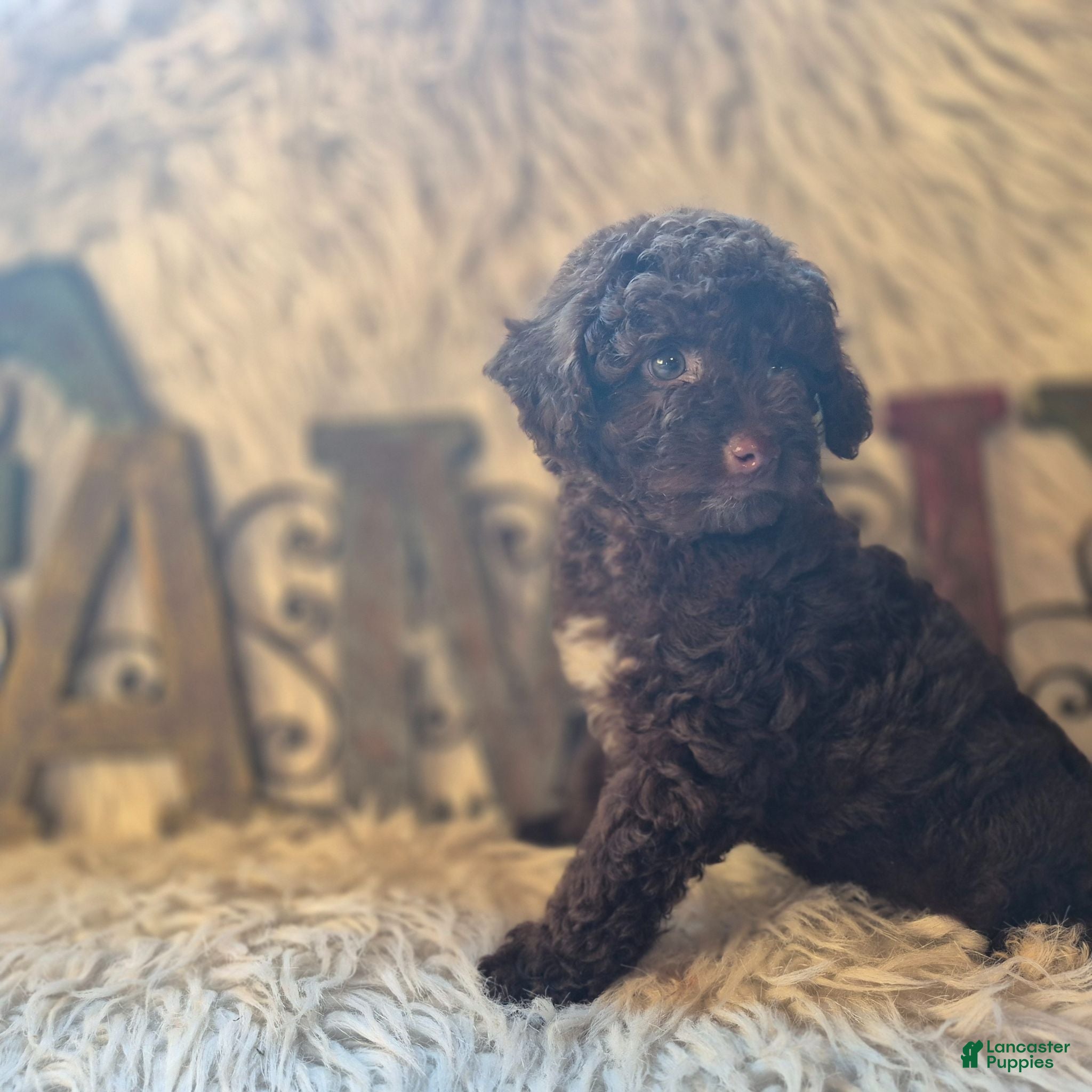 Miniature Poodle dogs for sale: Miniature Poodle 1 - Ad 1