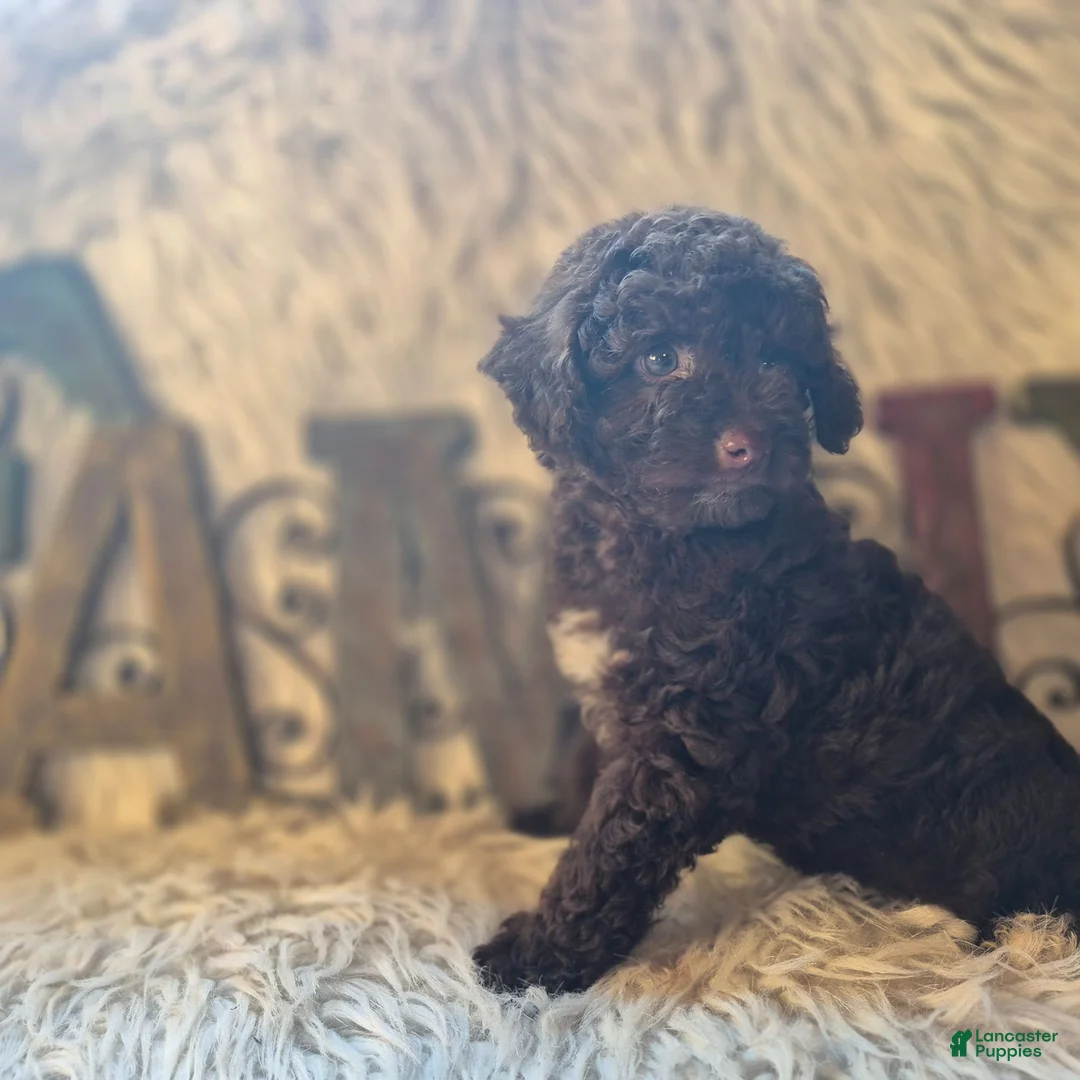 Miniature Poodle dogs for sale: Miniature Poodle 1 - Ad 1