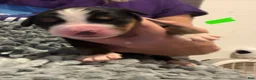Bernese Mountain Dog dogs for sale: Green - Ad 3