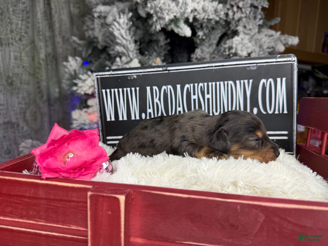 Miniature Dachshund dogs for sale: Black and tan/cr dapple - Ad 6