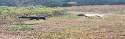 German Shorthaired Pointer dogs for sale: German Shorthaired Pointer 4 - Ad 10