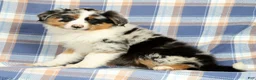 Australian Shepherd dogs for sale: Millie - Ad 5