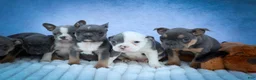 Frenchton dogs for sale: Paris 🎀 - Ad 16
