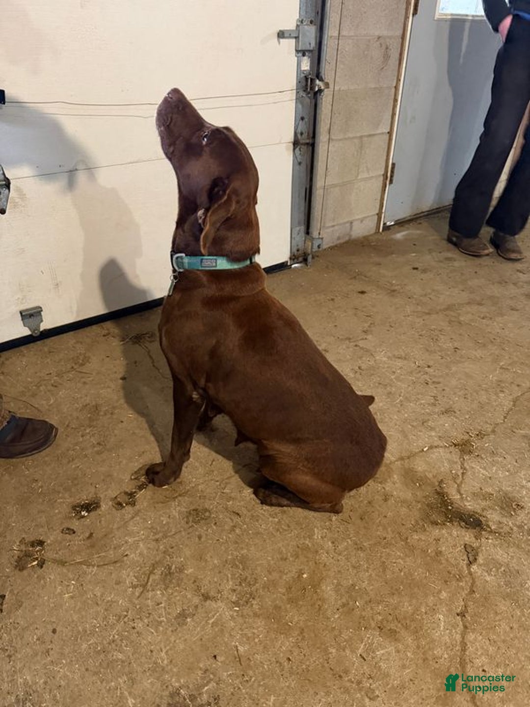 Labrador Retriever dogs for sale: Alice - Ad 9