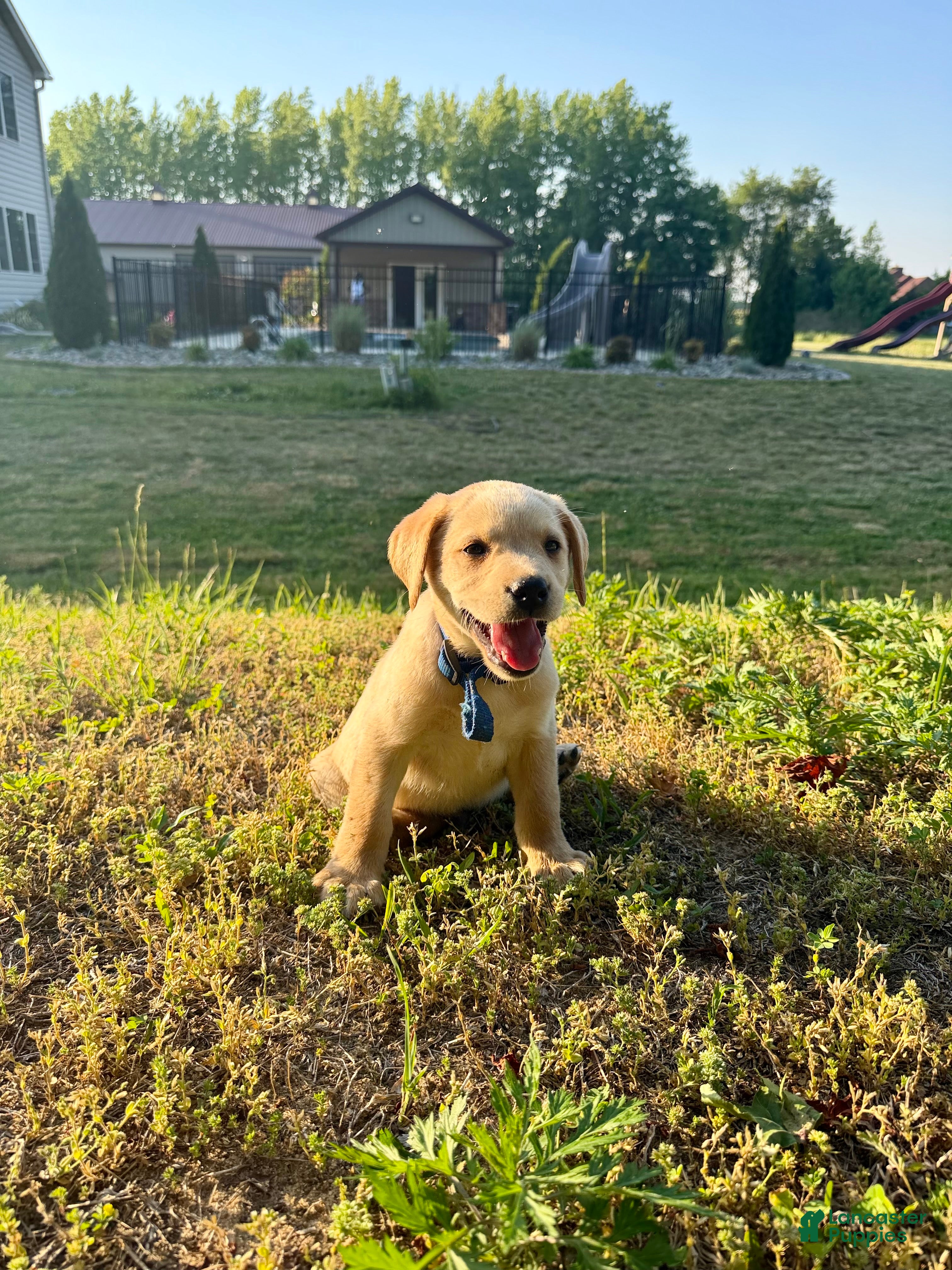 Labrador Retriever dogs Labrador Retriever Puppy 1 - Ad 2