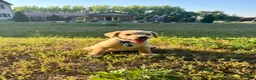 Labrador Retriever dogs for sale: Labrador Retriever Puppy 1 - Ad 2
