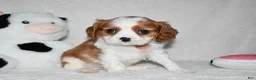 Cavalier King Charles Spaniel dogs for sale: Upton  - Ad 8