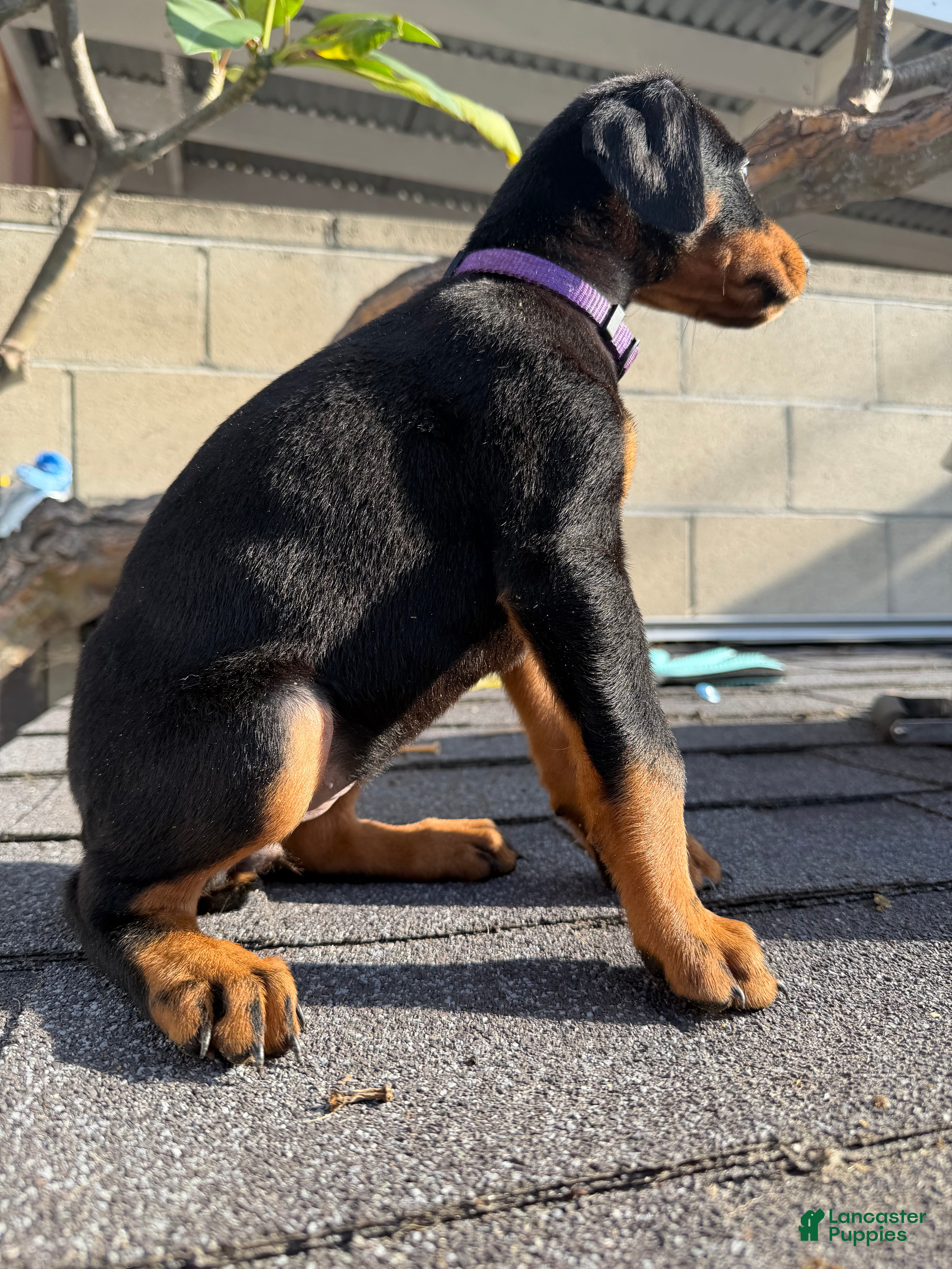 Doberman Pinscher dogs Doberman Pinscher Puppy 6 - Ad 11