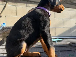 Doberman Pinscher dogs Doberman Pinscher Puppy 6 - Ad 5