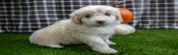 Mini Aussiedoodle dogs for sale: Pooch - Ad 4