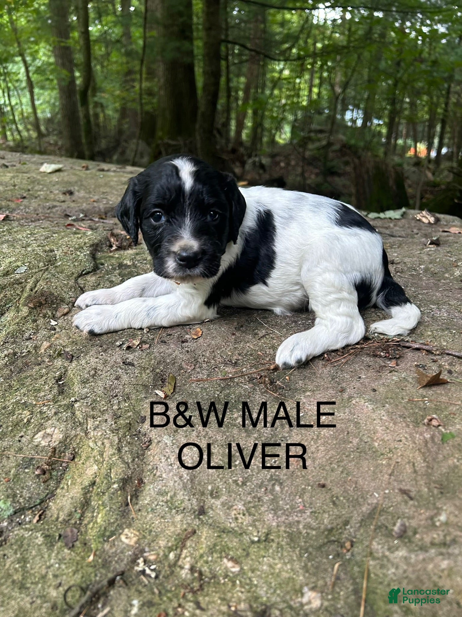 English Springer Spaniel dogs English Springer Spaniel 5 - Ad 1