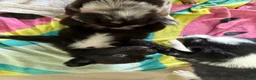 Australian Shepherd dogs for sale: Lil Dipper  - Ad 4