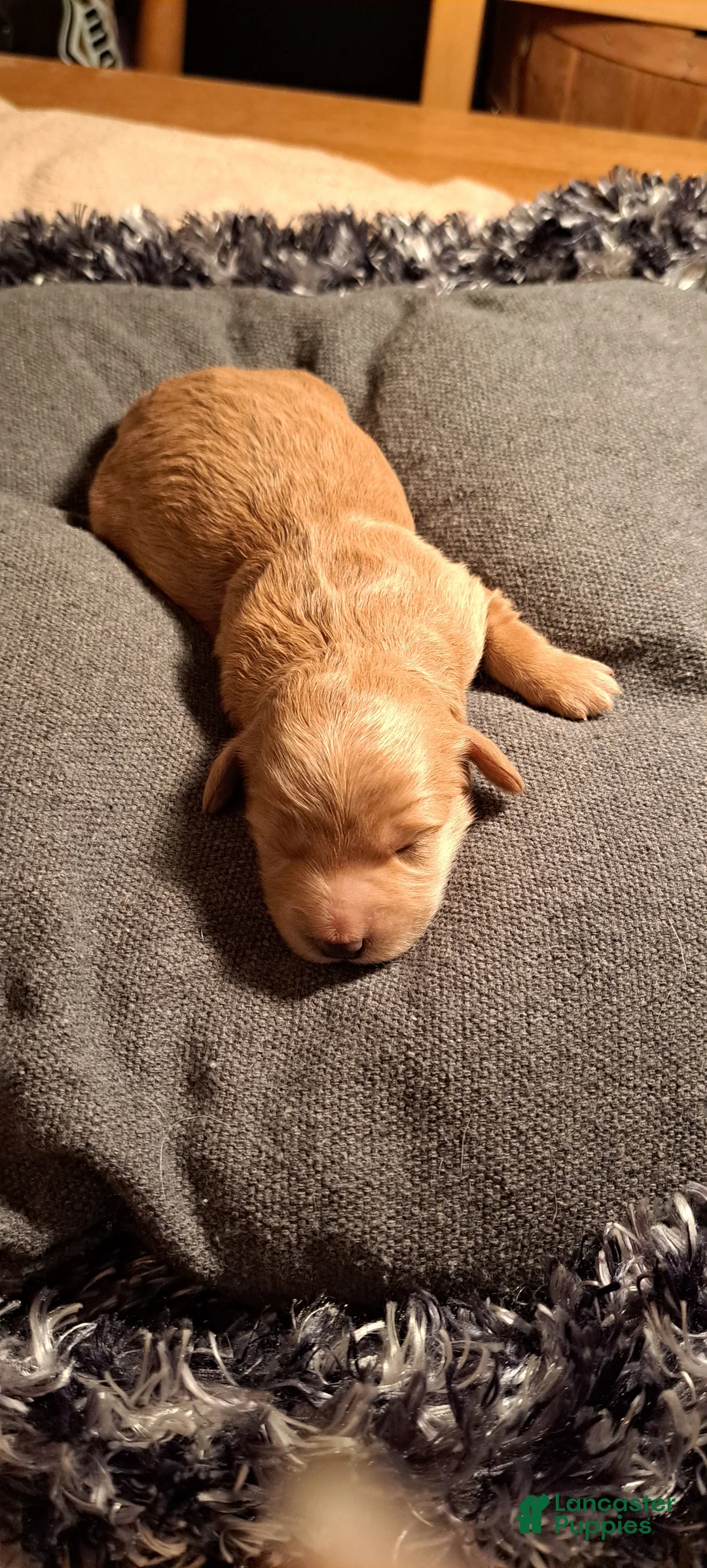 Mini Goldendoodle dogs for sale: Mini Goldendoodle Puppy 5 - Ad 1