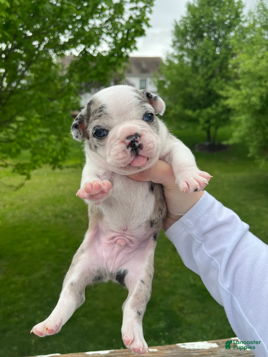 Frenchton dogs for sale: Frenchton Puppy 2 - Ad 1
