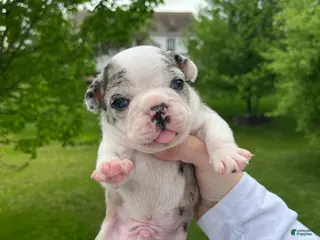 Frenchton dogs Frenchton Puppy 2 - Ad 17