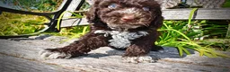 Havapoo dogs for sale: Jasper-LABOR DAY SALE-TAKE $100 OFF!!! - Ad 7