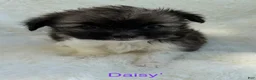 Chihuahua dogs for sale: Chihuahua Puppy 3 - Ad 5