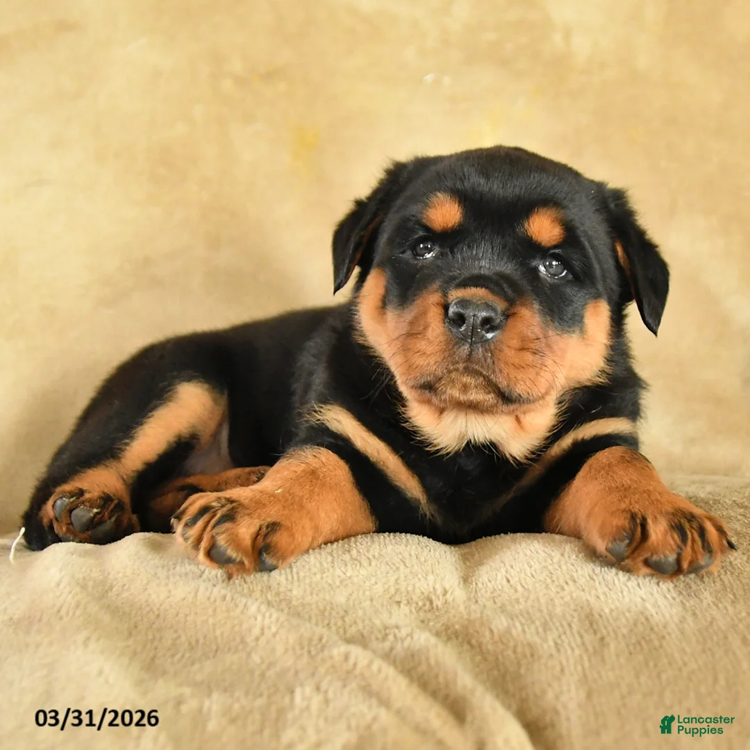 Rottweiler dogs for sale: Ursula - Ad 2