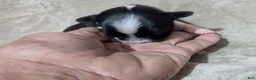 Chihuahua dogs for sale: Tiny Tcup Apple Head Inky  - Ad 16