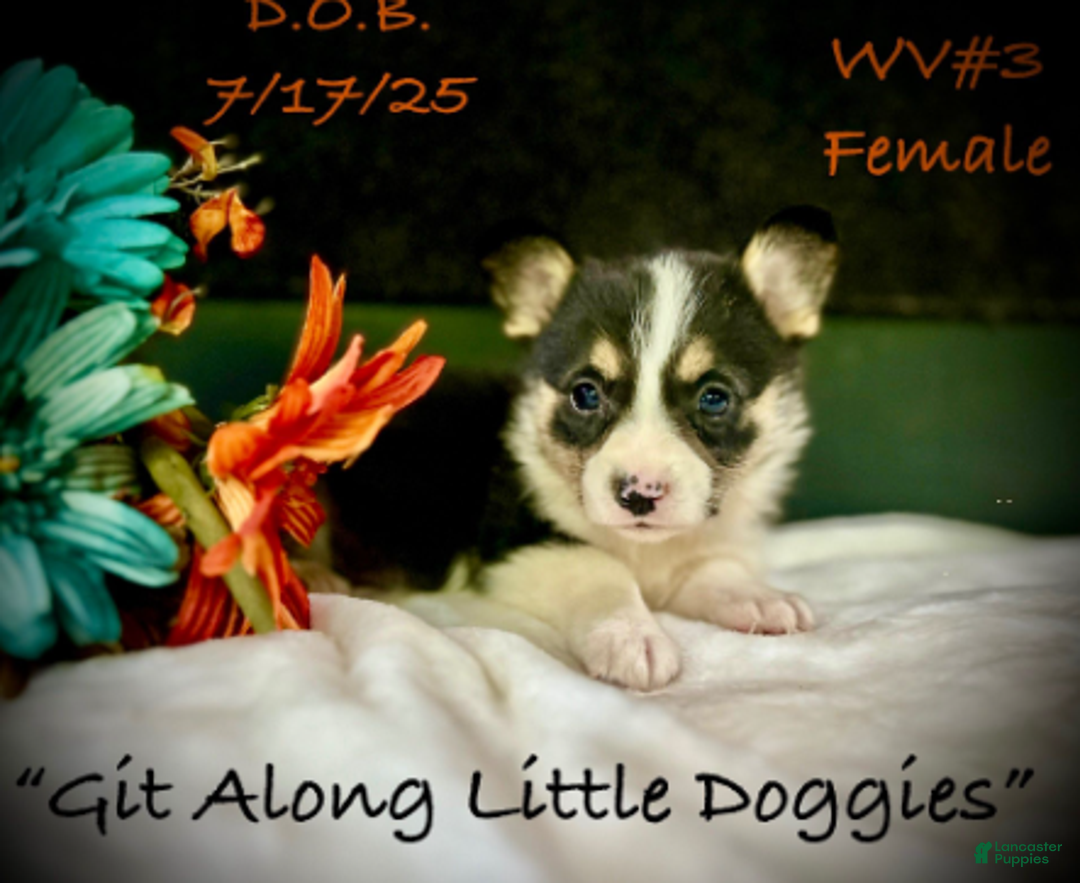 Welsh Corgi Pembroke dogs for sale: WV#3 - Ad 2