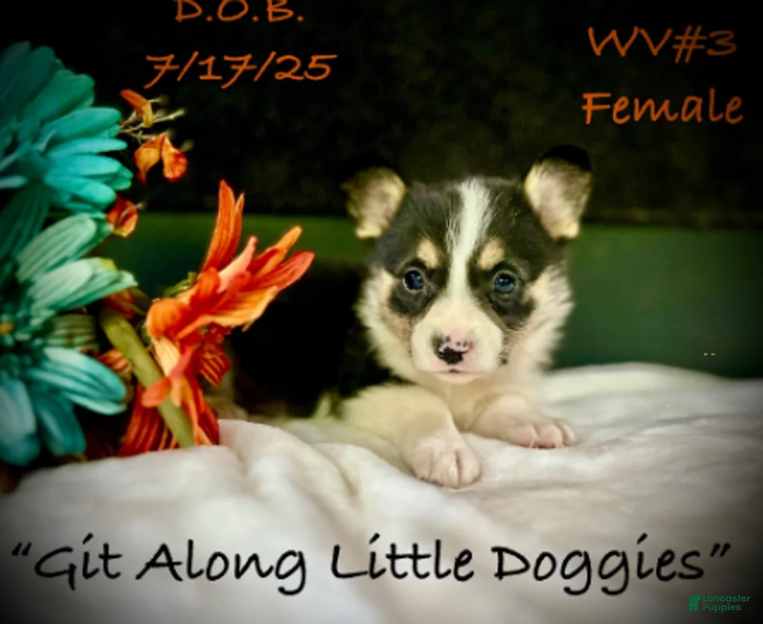 Welsh Corgi Pembroke dogs for sale: WV#3 - Ad 2