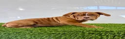 Olde English Bulldogge dogs for sale: Nate - Ad 2