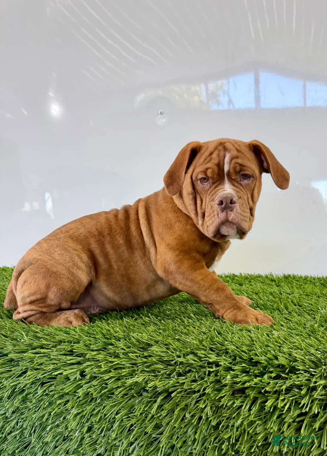 Olde English Bulldogge dogs for sale: Nate - Ad 2