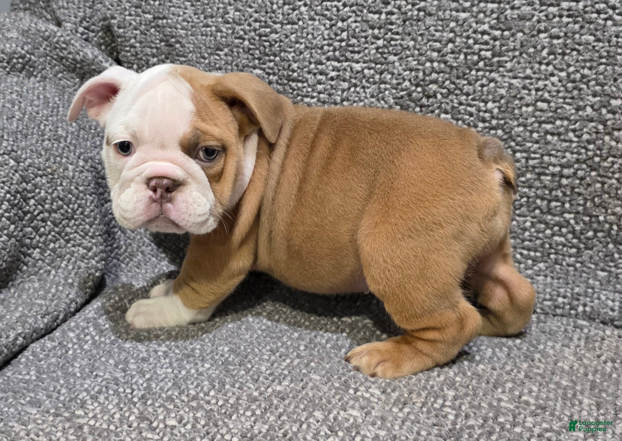 English Bulldog dogs Bobbi - Ad 2