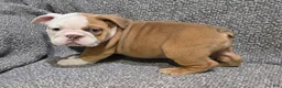 English Bulldog dogs for sale: Bobbi - Ad 2