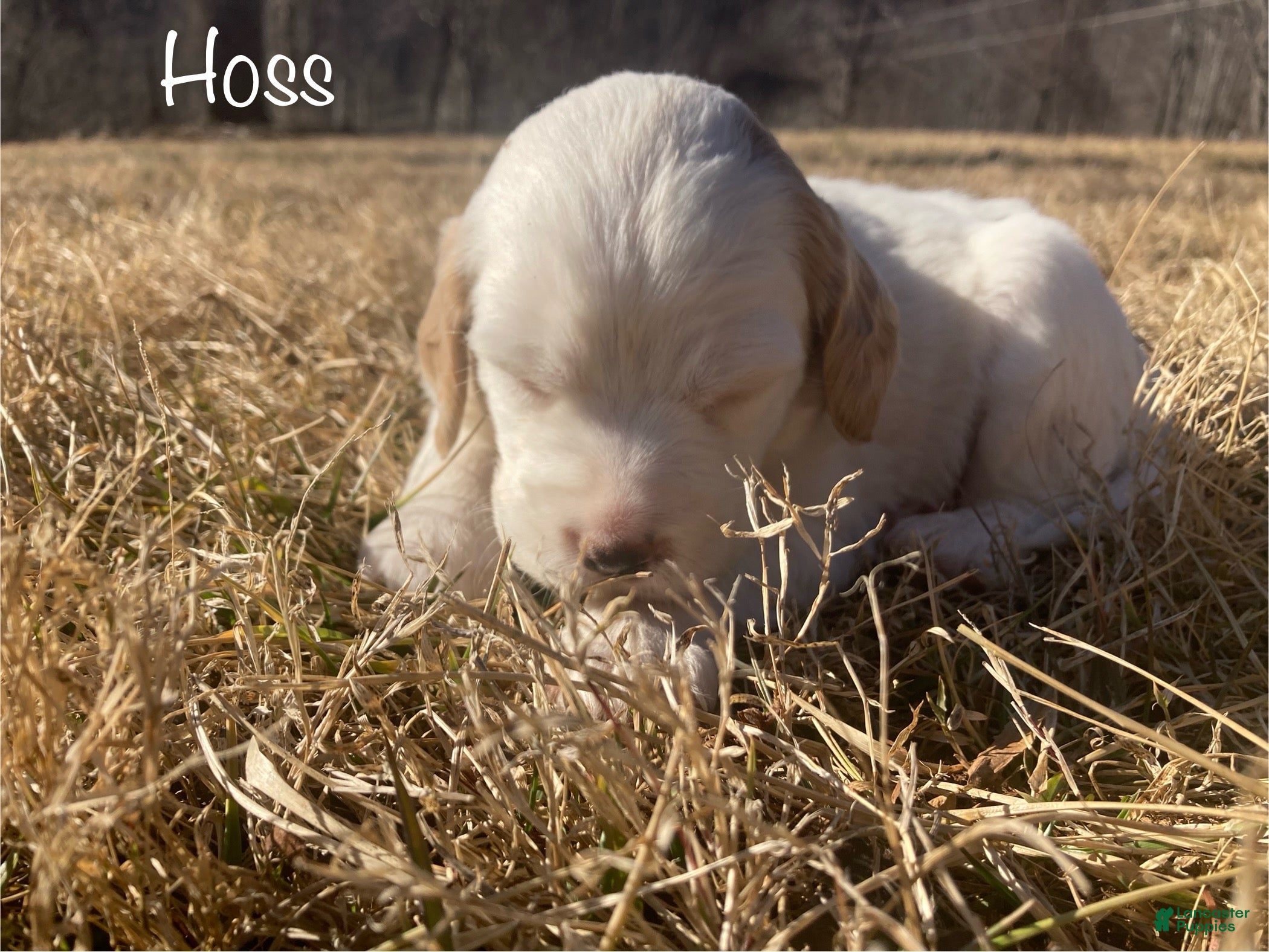 English Setter dogs Hoss - Ad 3
