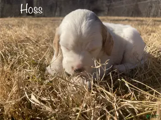 English Setter dogs Hoss - Ad 3