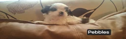 Shih Tzu dogs for sale: Shih Tzu 5 - Ad 9