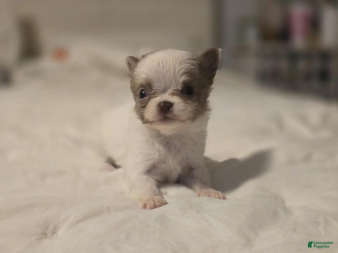 Chihuahua dogs for sale: Johnny  - Ad 1