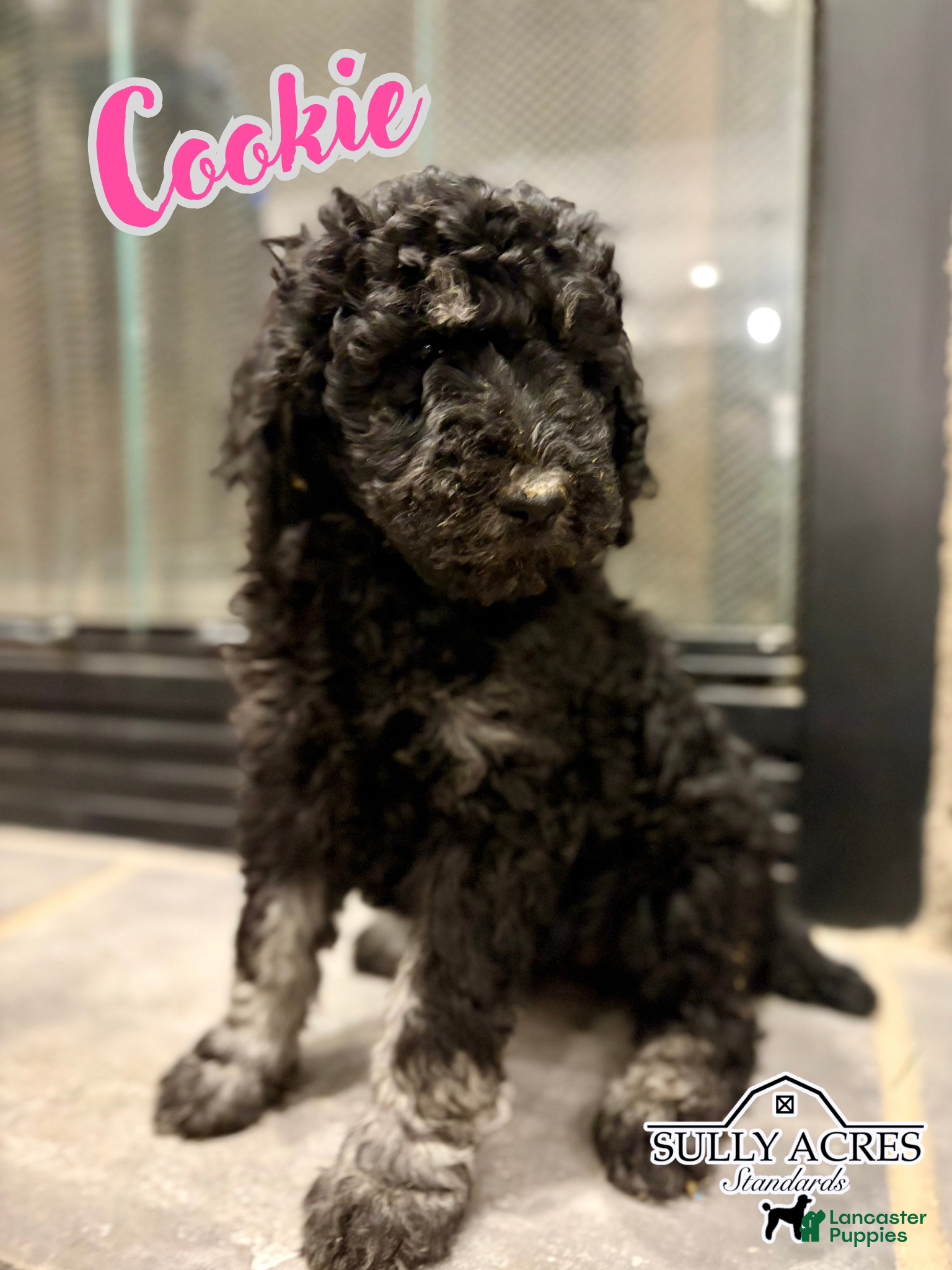 Standard Poodle dogs Cookie - Ad 39