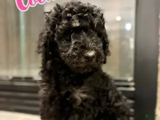 Standard Poodle dogs Cookie - Ad 39