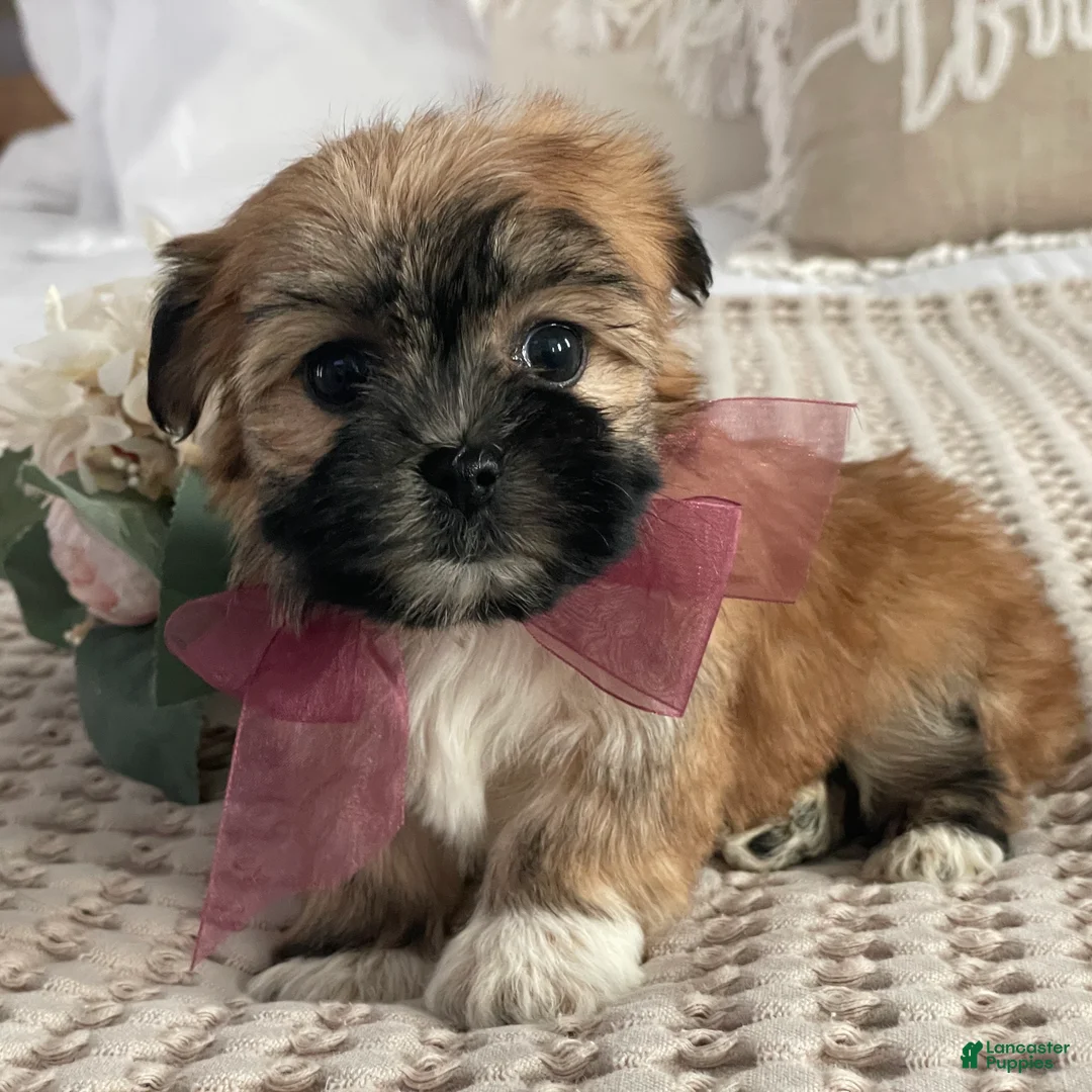 Morkie dogs for sale: Nutella - Ad 7