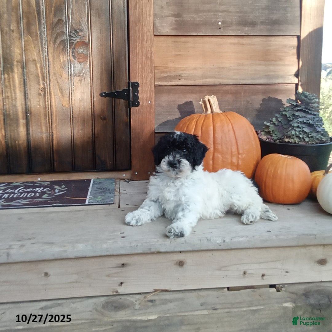 Cockapoo dogs for sale: Charlie - Ad 4