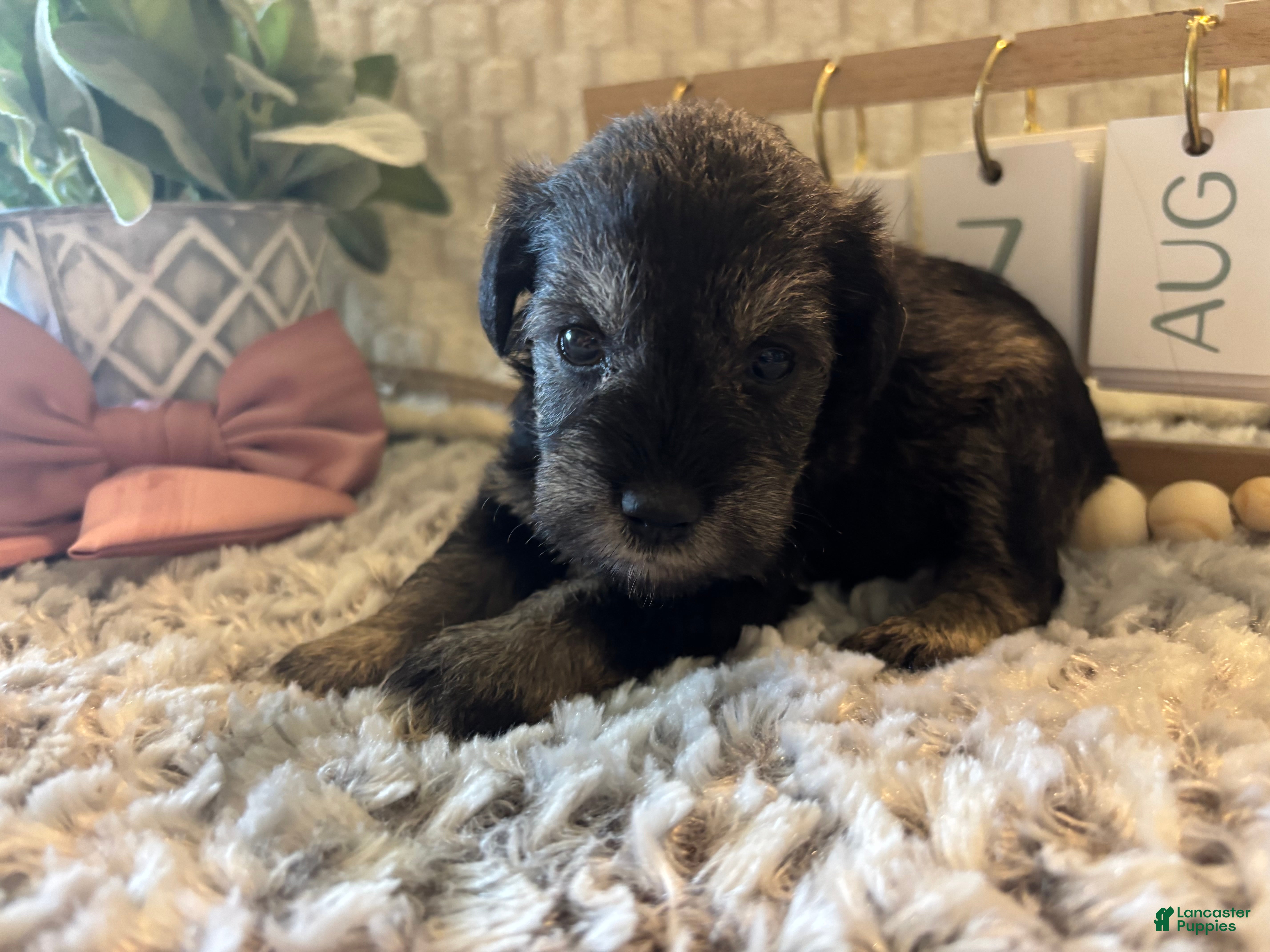 Miniature Schnauzer dogs Miniature Schnauzer 3 - Ad 30