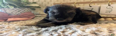 Miniature Schnauzer 3