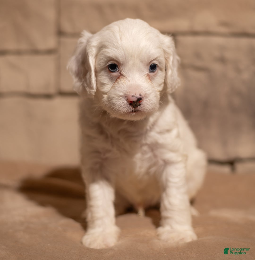 Cavapoo dogs for sale: Oliver - Ad 3