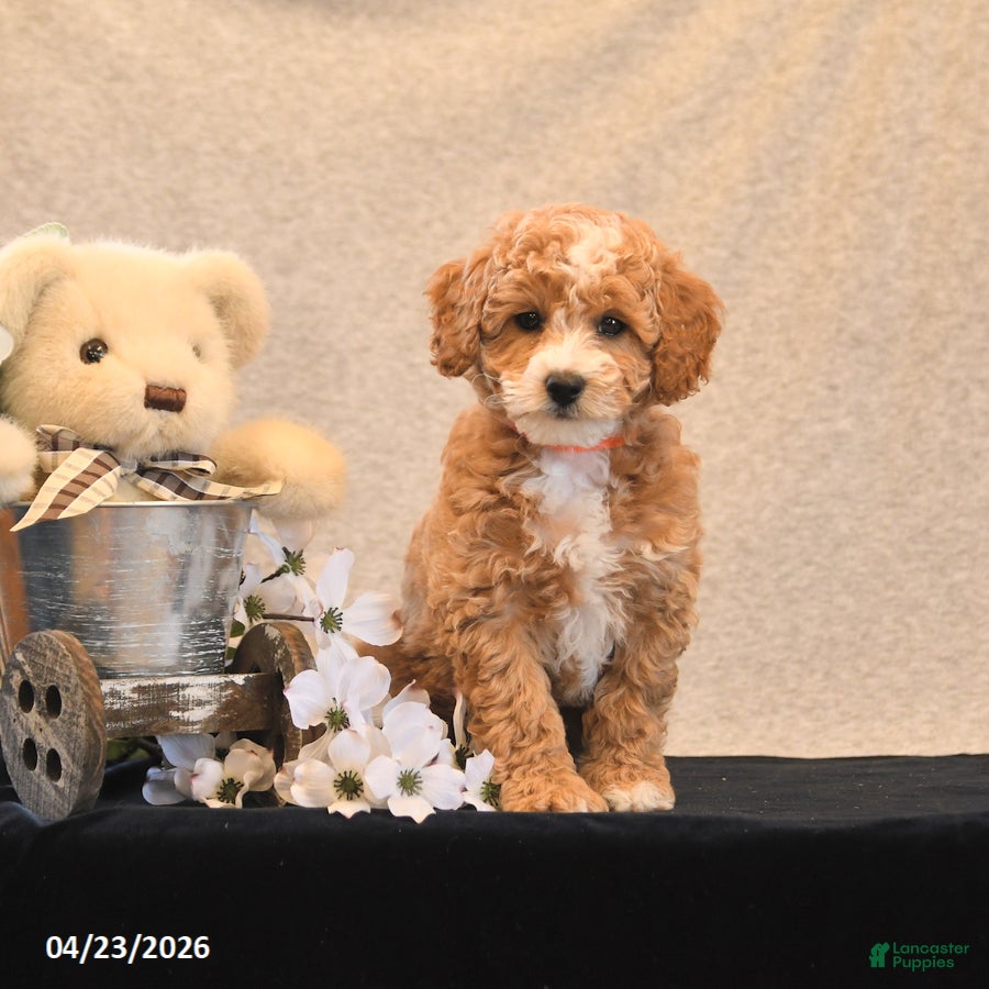 Miniature Poodle dogs Peaches - Ad 1