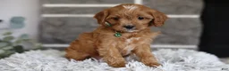 Cavapoo dogs for sale: Faye - Ad 4