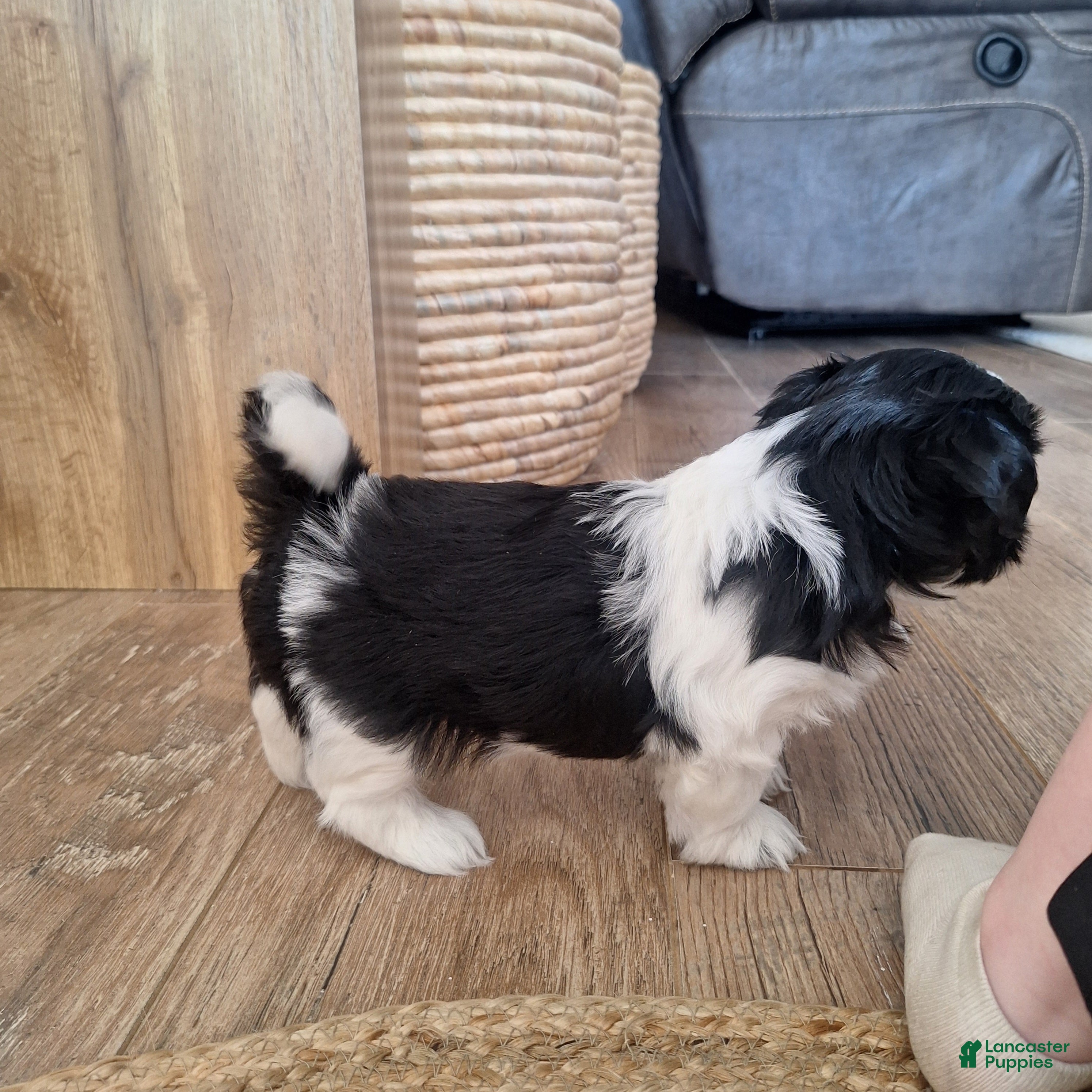 Shih Tzu dogs Daisy  - Ad 2
