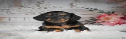 Miniature Dachshund dogs for sale: AKC-Ringo - Ad 8