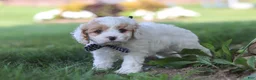 Cavapoo dogs for sale: Wesley - Ad 3