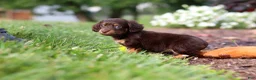 Miniature Dachshund dogs for sale: Zoey - Ad 9