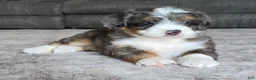 Mini Bernedoodle dogs for sale: Mini Louie - Ad 16