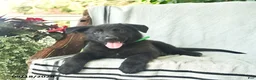German Shepherd dogs for sale: Georgia - Ad 5